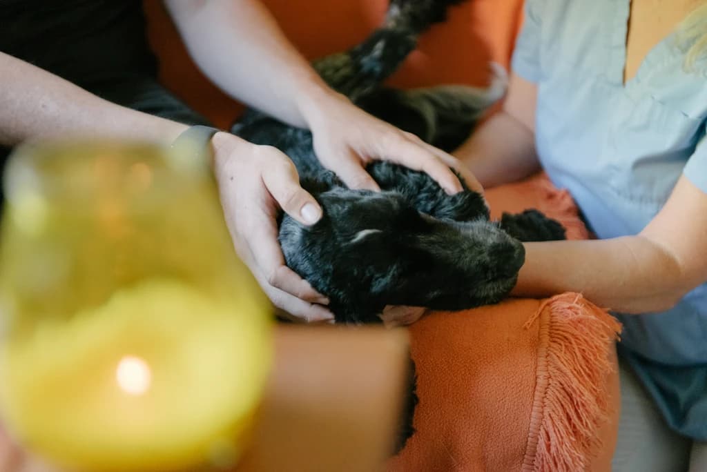 Erste-Hilfe-Kurse für Hunde und Katzen in Köln – Wissen, das Leben retten kann